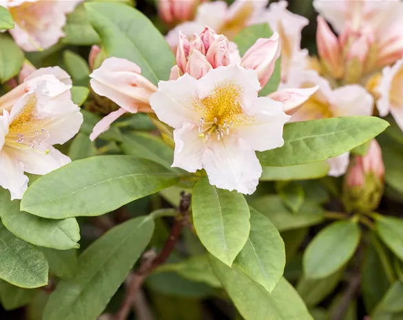 Rhododendron 'Belkanto'®