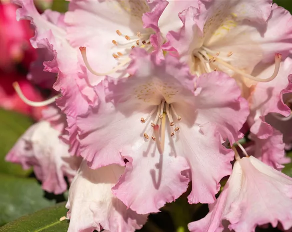 Rhododendron 'Berliner Liebe'