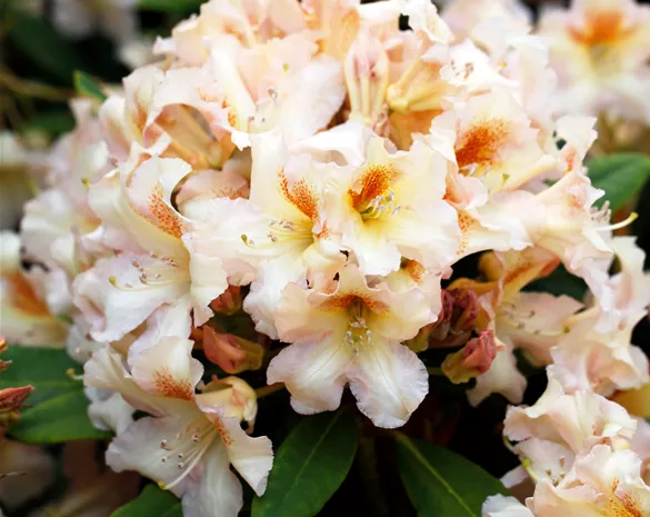 Rhododendron 'Bernstein'