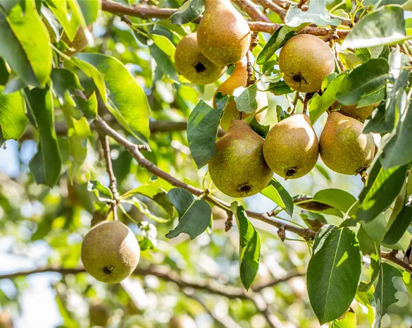 Pyrus communis 'Gute Luise'