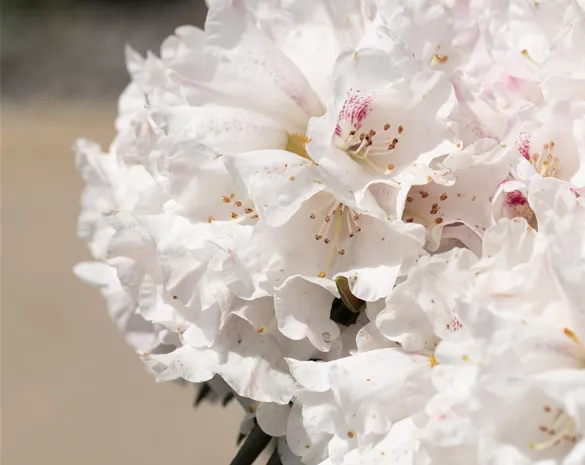 Rhododendron 'Blewbury'