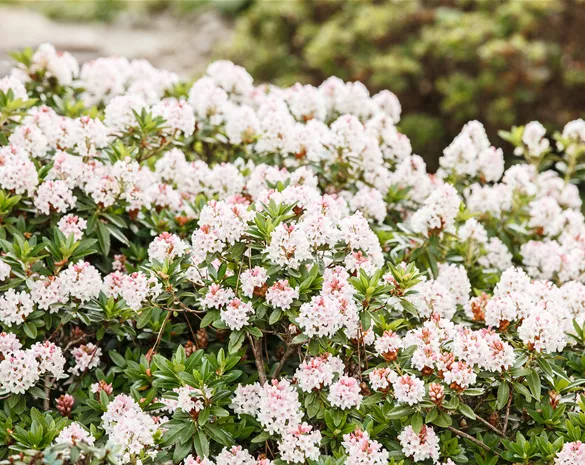 Rhododendron 'Bloombux' ®