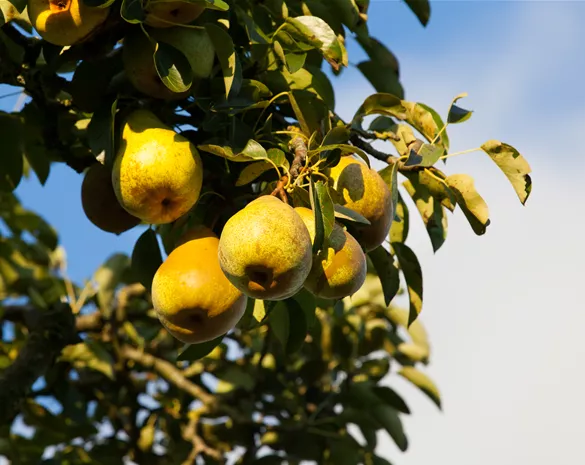 Pyrus communis 'Gellerts Butterbirne'