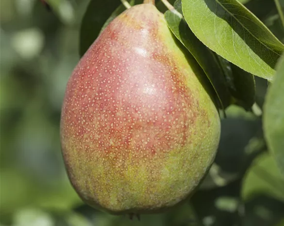 Pyrus communis 'Clapps Liebling'