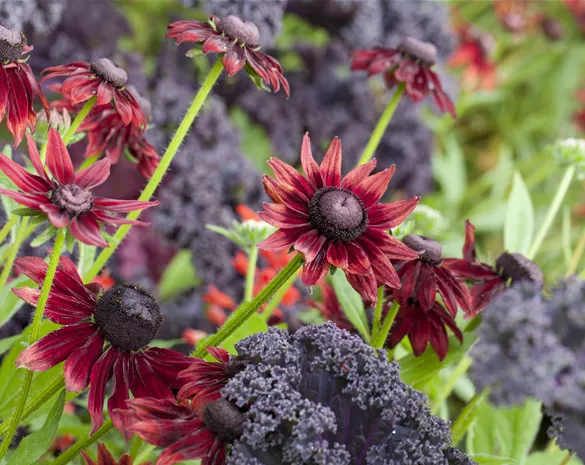 Die beliebtesten Stauden für die Gartengestaltung