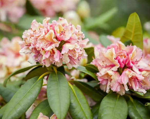 Rhododendron 'Brasilia'