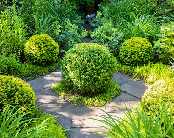 Buchsbaum als immergrüner Klassiker in Garten und Co.