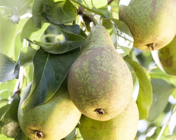 Pyrus communis 'Conference'