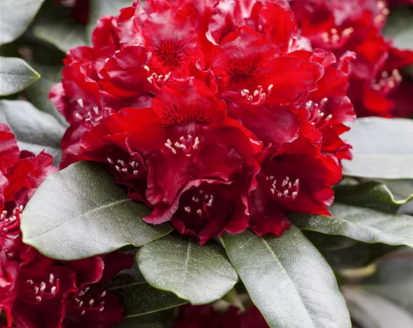 Rhododendron 'Cherry Kiss' ®