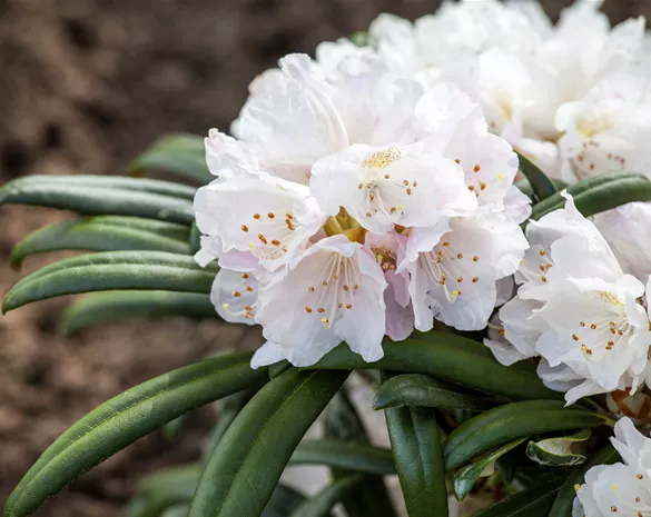 Rhododendron 'Makiyak' ®
