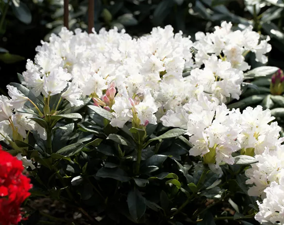 Rhododendron 'Cunningham's White'