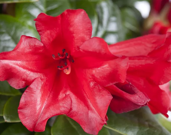 Rhododendron repens 'Scarlet Wonder'