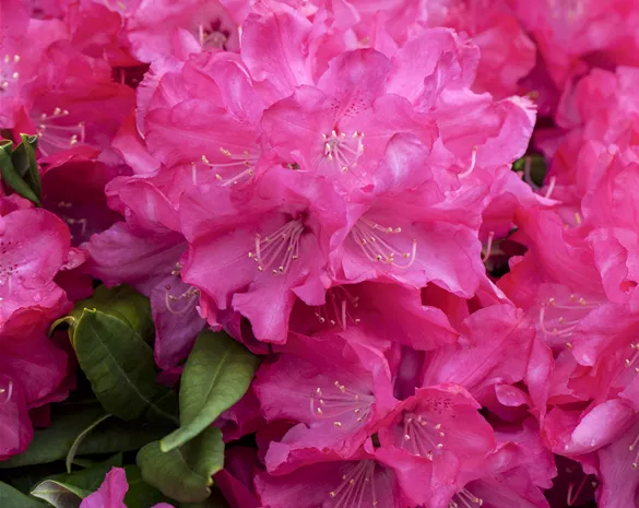 Rhododendron 'Diamant' ®