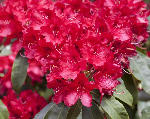 Rhododendron Hybride 'Red Jack'
