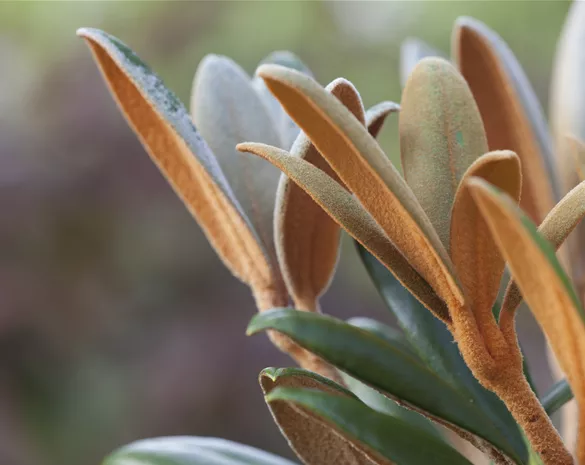 Rhododendron 'Hydon Velvet'