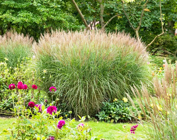 Die schönsten Begleitpflanzen für Gräser finden
