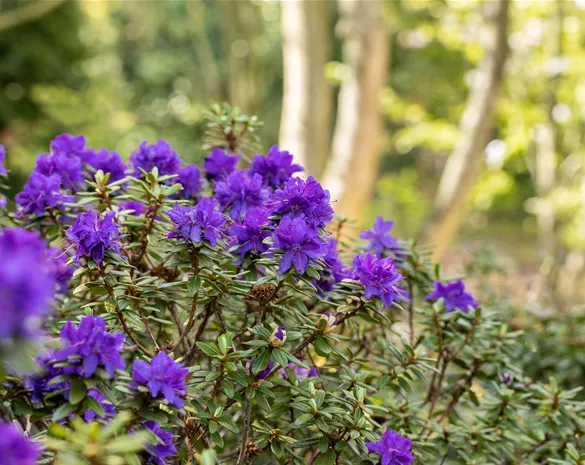Rhododendron impeditum 'Azurika'