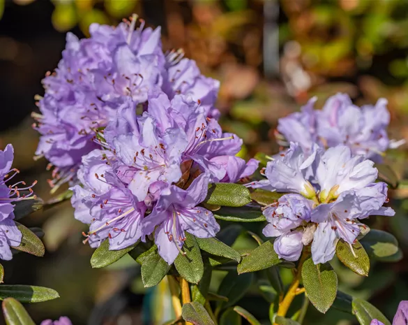 Rhododendron impeditum 'Blaue Mauritius'