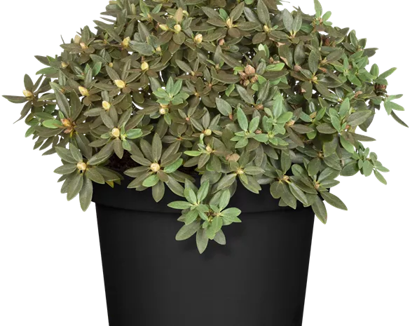Rhododendron impeditum 'Buchlovice'