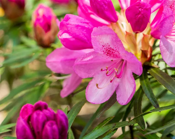 Rhododendron 'Graziella'