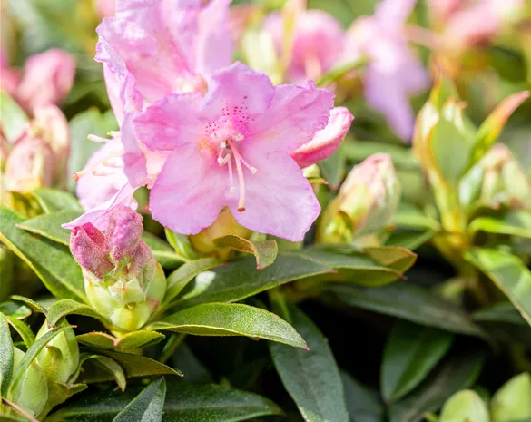 Rhododendron kel. 'Robert Seleger'