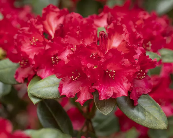 Rhododendron 'Tromba'