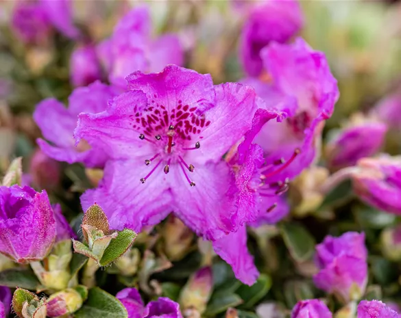 Rhododendron keleticum
