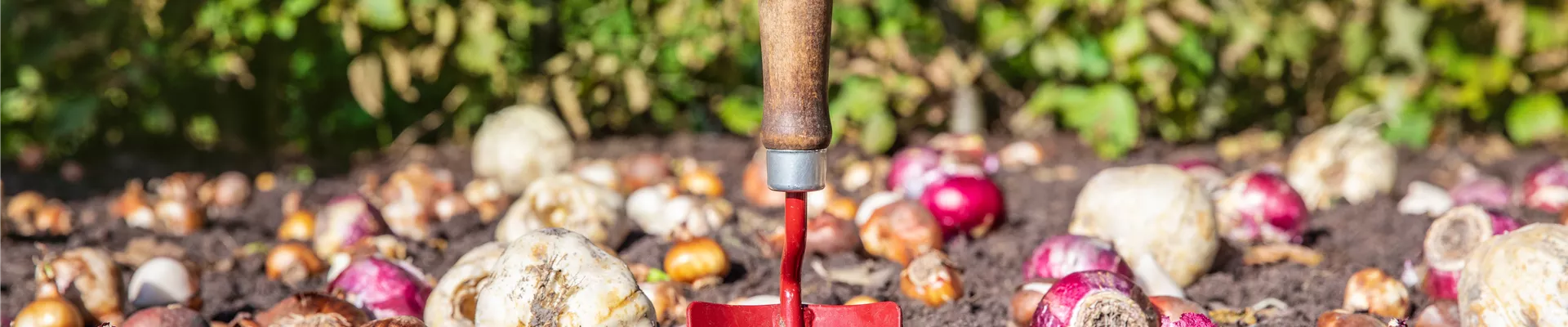 Blumenzwiebeln einpflanzen