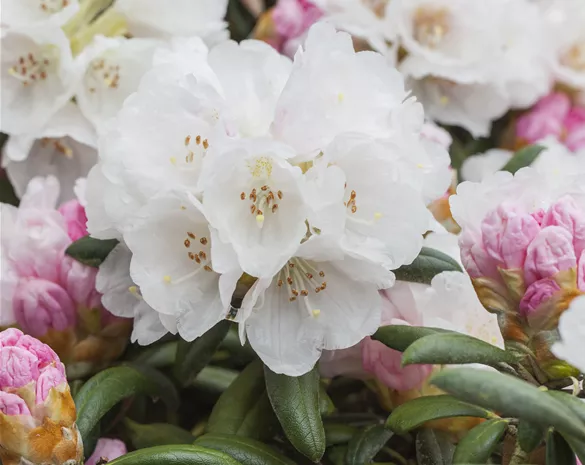 Rhododendron yak. 'Dreamland'