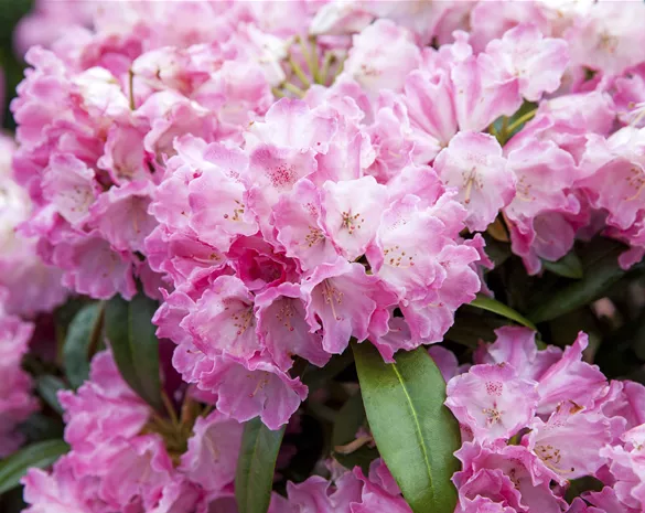 Rhododendron yak. 'Fantastica'