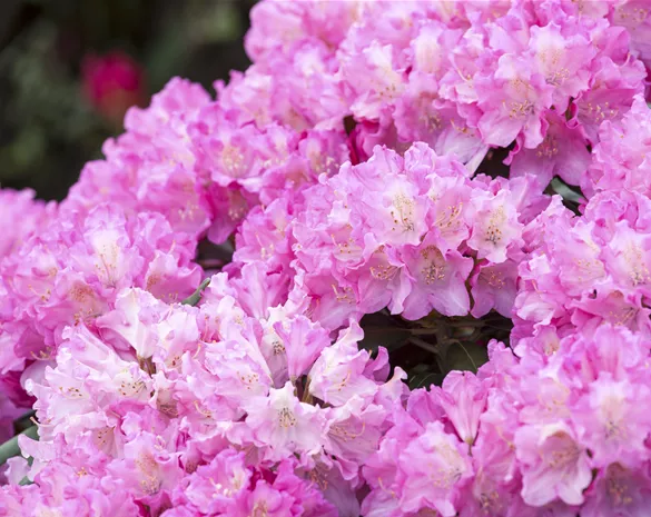 Rhododendron yak. 'Kalinka'