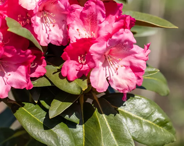 Rhododendron yak. 'Morgenrot'