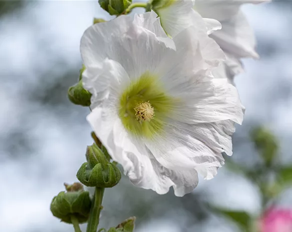 Begleitpflanzen für Rosen – So kommen die Königinnen groß raus
