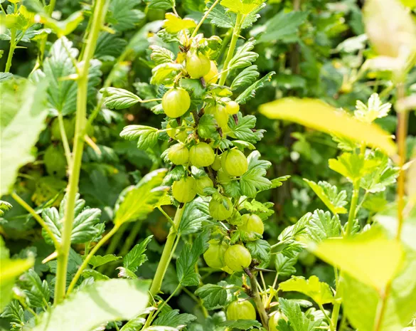 Ribes uva-crispa 'Invicta'-S-