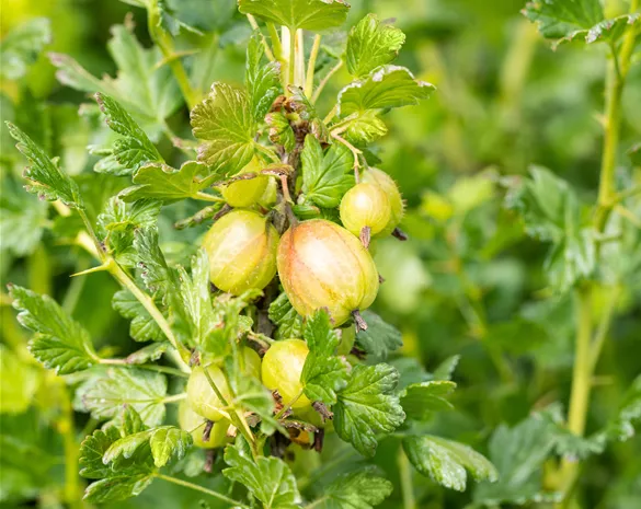 Ribes uva-crispa 'Mucurines'