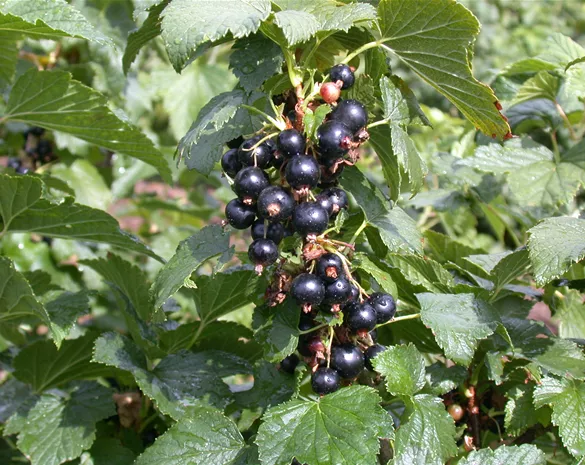 Ribes nigrum 'Silvergieters Schwarze'