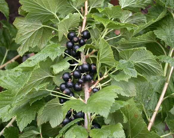 Ribes nigrum 'Tenah'