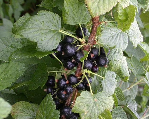 Ribes nigrum 'Titania'-S- CAC
