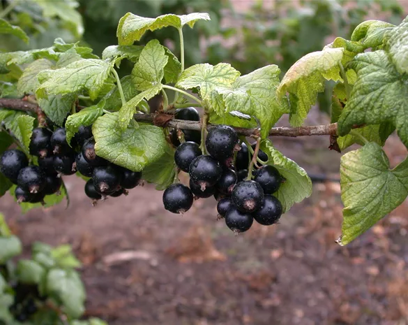 Ribes nigrum 'Tsema' zert.vf