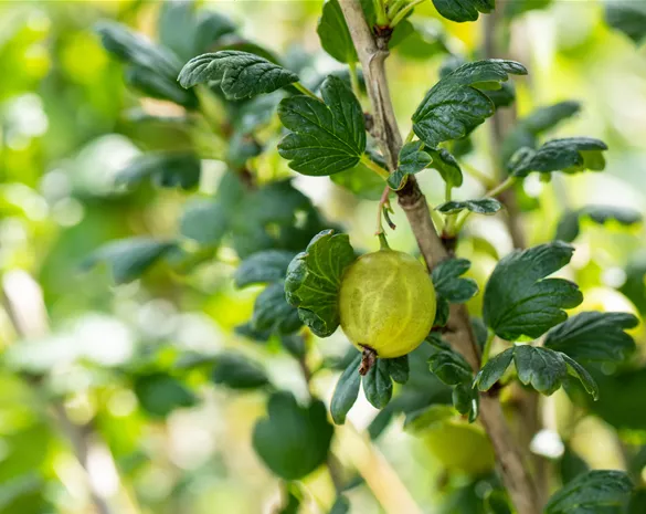 Ribes uva-crispa 'Tatjana'