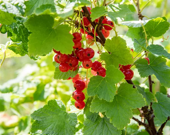 Ribes rubrum 'Heinemanns Rote Spätlese'