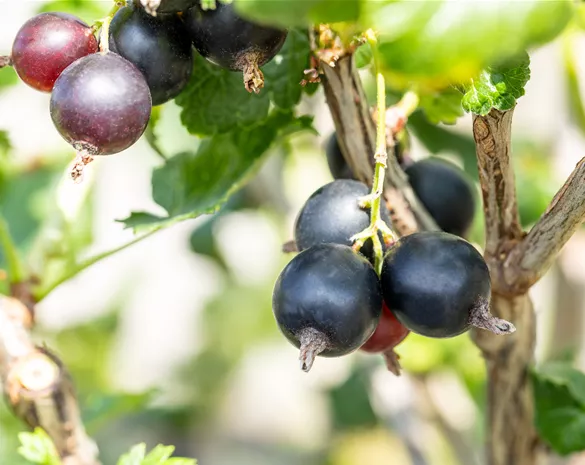 Ribes x nidigrolaria