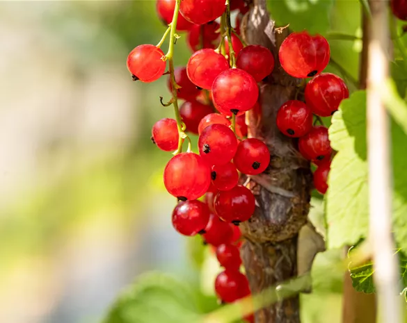 Ribes rubrum 'Jonkheer van Tets'