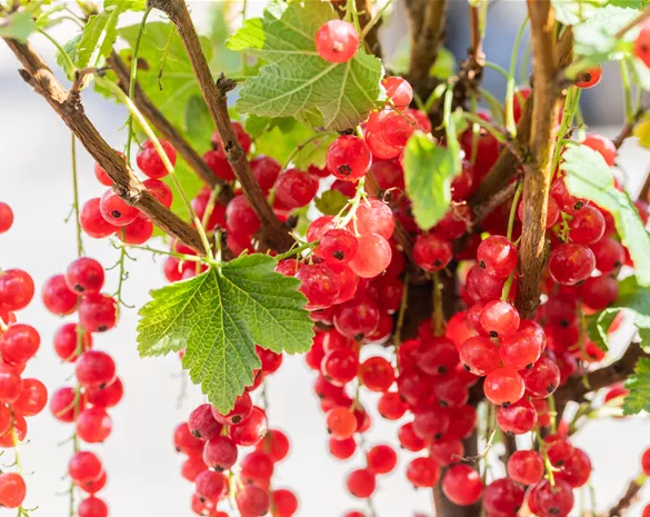 Ribes rubrum 'Rolan'