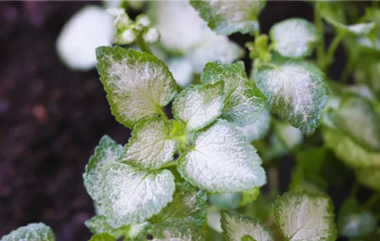 Taubnessel - Einpflanzen im Garten