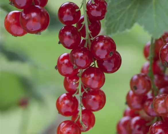 Ribes rubrum 'Rosetta' CAC