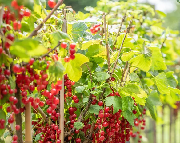 Ribes rubrum 'Rovada'