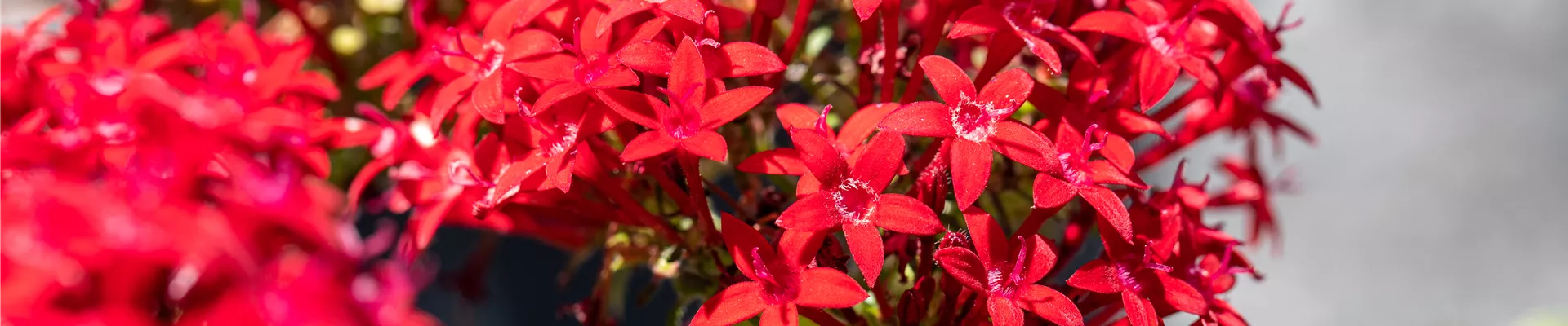 Pentas lanceolata, rot