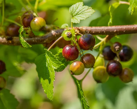 Ribes nigrum 'Ben Sarek'
