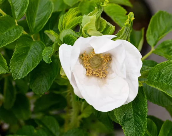 Rosa rugosa alba